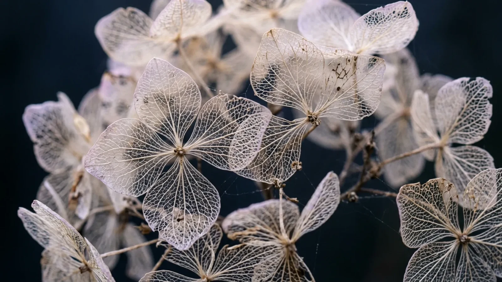 Translucent dried hydrangea petals with delicate lace-like veins against a dark background